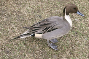 Sfilquity: niezwykła kaczka